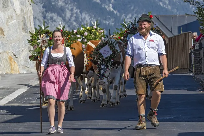 Framed Print : Alpine cattle drive through the village of Terfens