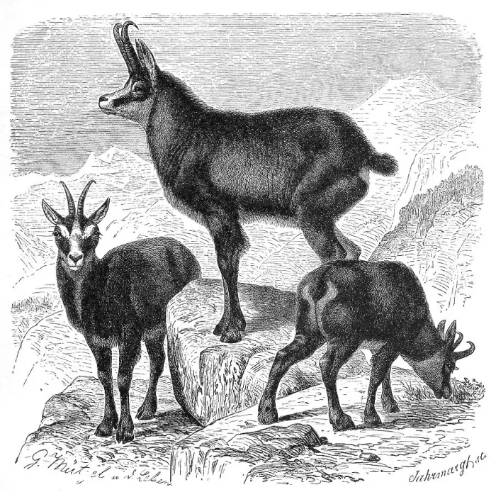 Framed Print : Alpine chamois (Rupicapra rupicapra)