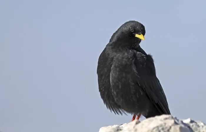 Framed Print : Alpine chough