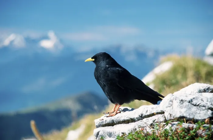 Framed Print : Alpine Chough (Pyrrhocorax graculus)