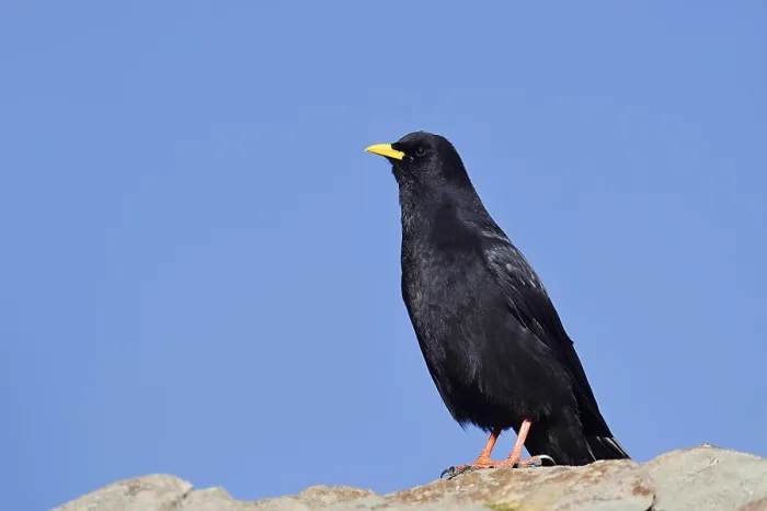 Framed Print : Alpine chough (Pyrrhocorax graculus)