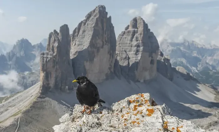 Framed Print : Alpine Chough (Pyrrhocorax graculus) sits on rocks