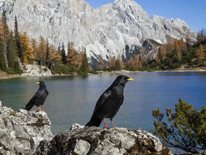 Framed Print : Alpine choughs (Pyrrhocorax graculus) Framed Print : Alpine choughs (Pyrrhocorax graculus)