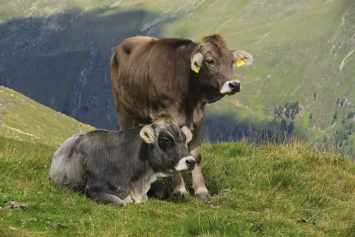 Framed Print : Alpine cow, Alpine cow Framed Print : Alpine cow, Alpine cow