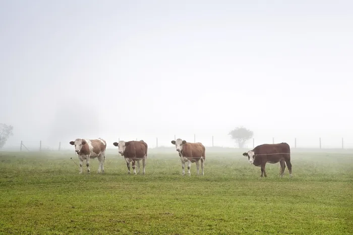 Framed Print : Alpine cows on pasture in morning fog