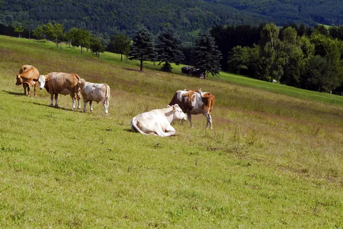 Framed Print : Few alpine cows on pasture in summer Framed Print : Few alpine cows on pasture in summer