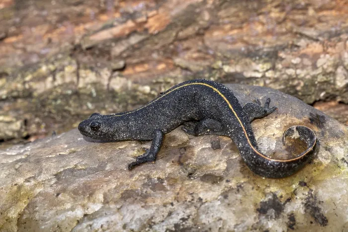 Framed Print : Alpine crested newt (Triturus carnifex)