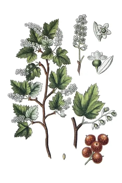 Framed Print : Alpine currant (Ribes alpinum)