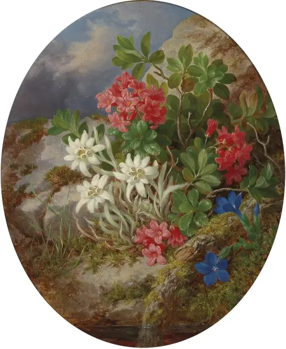 Framed Print : Alpine flowers with edelweiss on a rocky background in nature