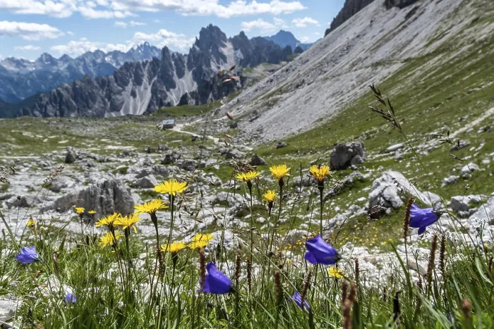 Framed Print : Alpine flowers with a panoramic view of the Dolomites in the background