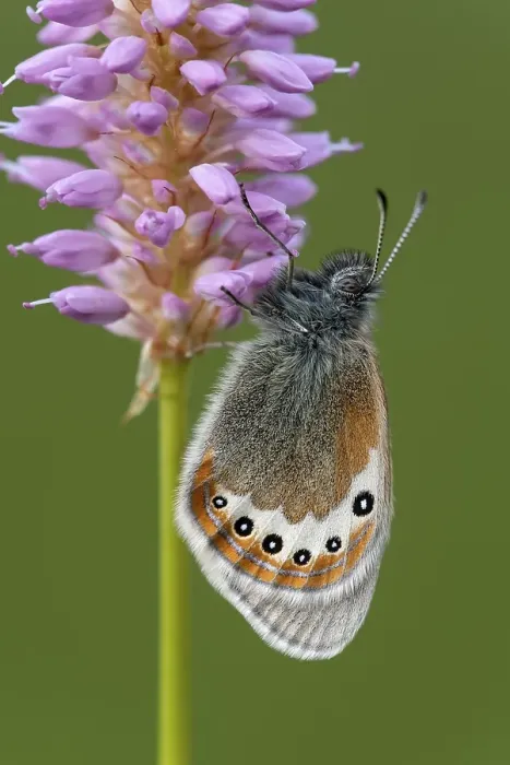 Framed Print : Alpine Heath (Coenonympha gardetta) sits on Persicaria bistorta (Polygonum bistorta) Framed Print : Alpine Heath (Coenonympha gardetta) sits on Persicaria bistorta (Polygonum bistorta)