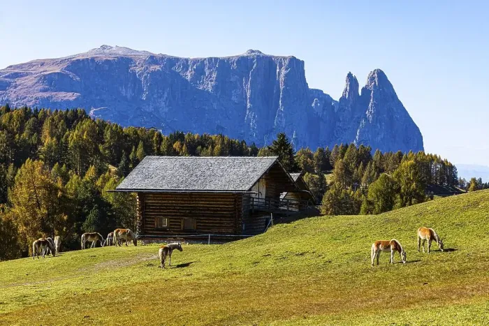 Framed Print : Alpine huts and grazing Haflinger horses (Equus ferus caballus) on the Alpe di Siusi