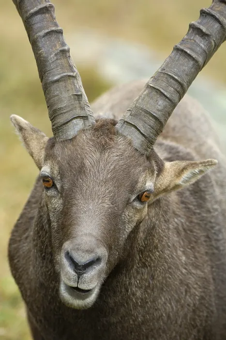 Framed Print : Alpine ibex (Capra ibex)