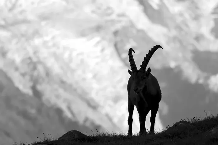 Framed Print : Alpine ibex (Capra ibex), adult male Framed Print : Alpine ibex (Capra ibex), adult male