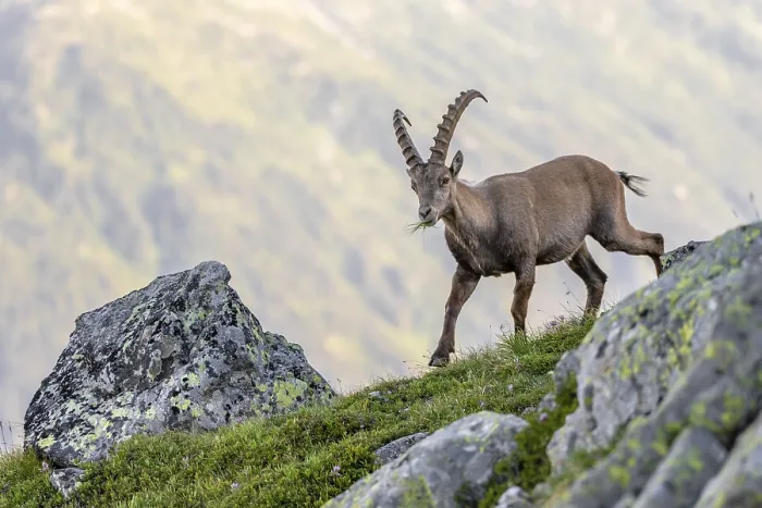Framed Print : Alpine ibex (Capra ibex), adult male