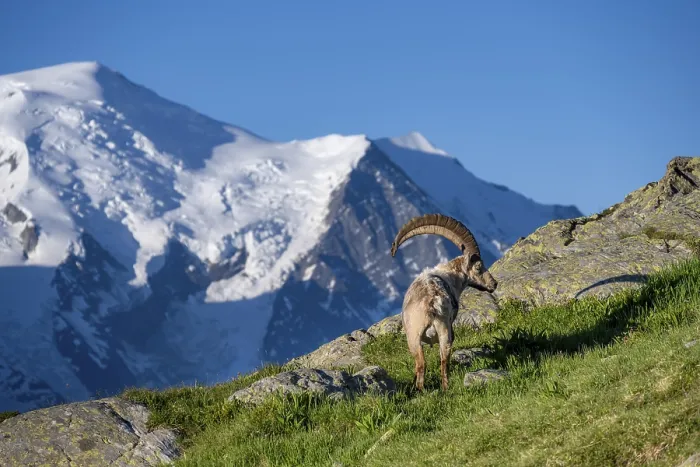 Framed Print : Alpine ibex (Capra ibex), adult male