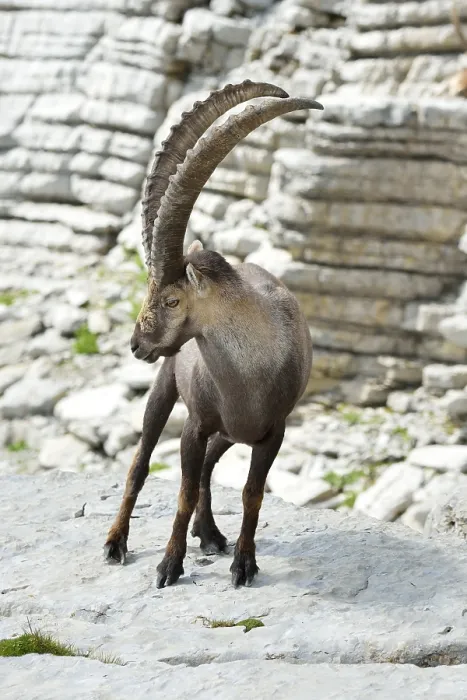 Framed Print : Alpine Ibex (Capra ibex), Canton of St Framed Print : Alpine Ibex (Capra ibex), Canton of St