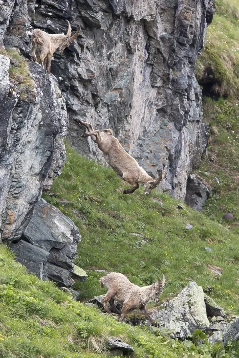 Framed Print : Alpine ibex (Capra ibex) descending