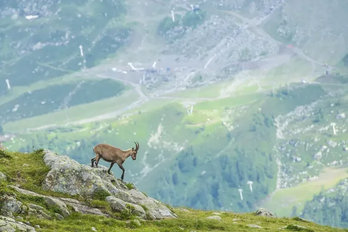 Framed Print : Alpine Ibex (Capra ibex) on the edge of a cliff Framed Print : Alpine Ibex (Capra ibex) on the edge of a cliff