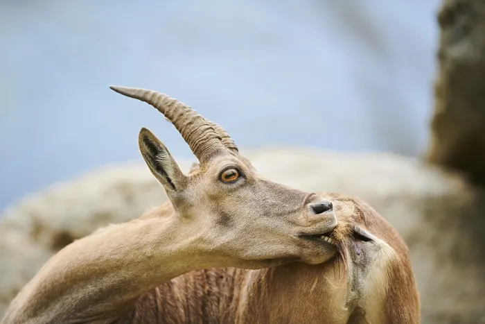 Framed Print : Alpine ibex (Capra ibex) female