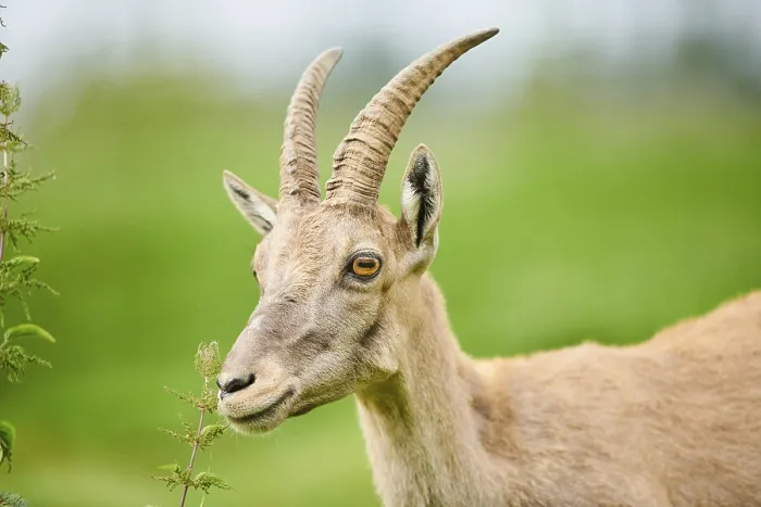 Framed Print : Alpine ibex (Capra ibex) female