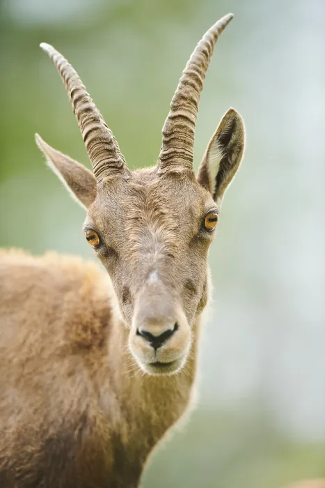 Framed Print : Alpine ibex (Capra ibex) female Framed Print : Alpine ibex (Capra ibex) female