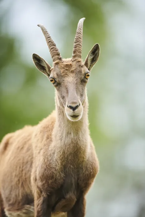 Framed Print : Alpine ibex (Capra ibex) female