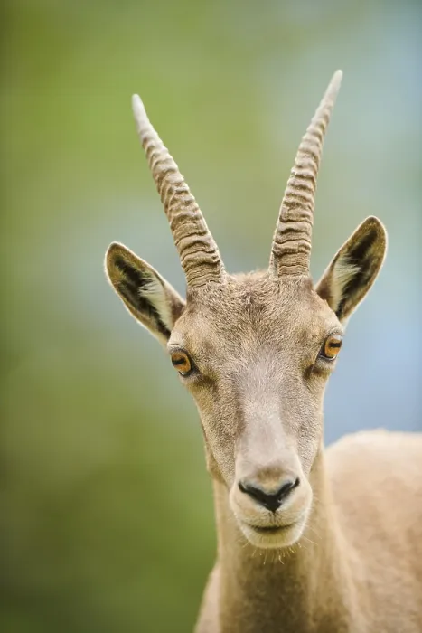 Framed Print : Alpine ibex (Capra ibex) female