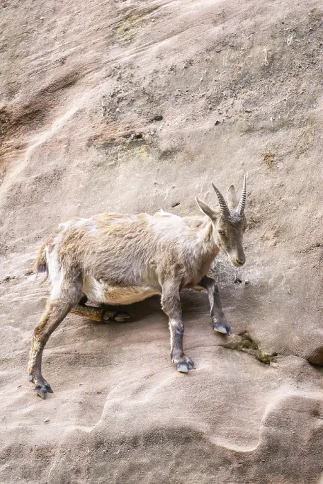 Framed Print : Alpine ibex (Capra ibex) female standing on the rocks