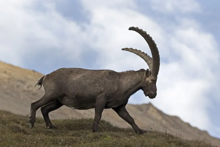 Framed Print : Alpine ibex, (Capra ibex), High Tauern National Park