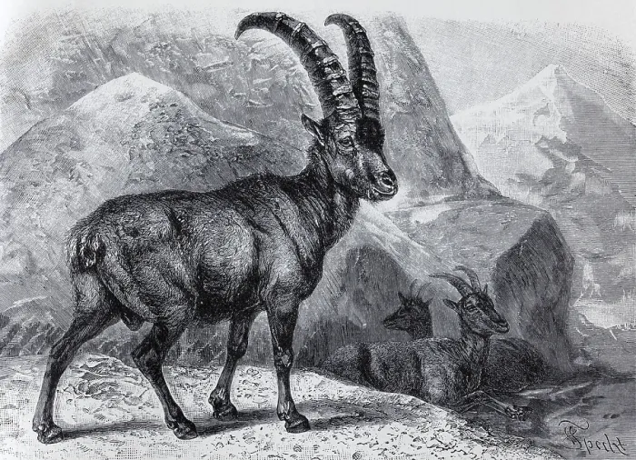 Framed Print : Alpine ibex (Capra ibex), historical book illustration