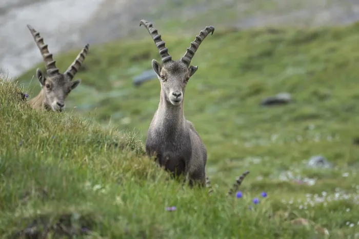 Framed Print : Alpine Ibex (Capra ibex), ibex Framed Print : Alpine Ibex (Capra ibex), ibex