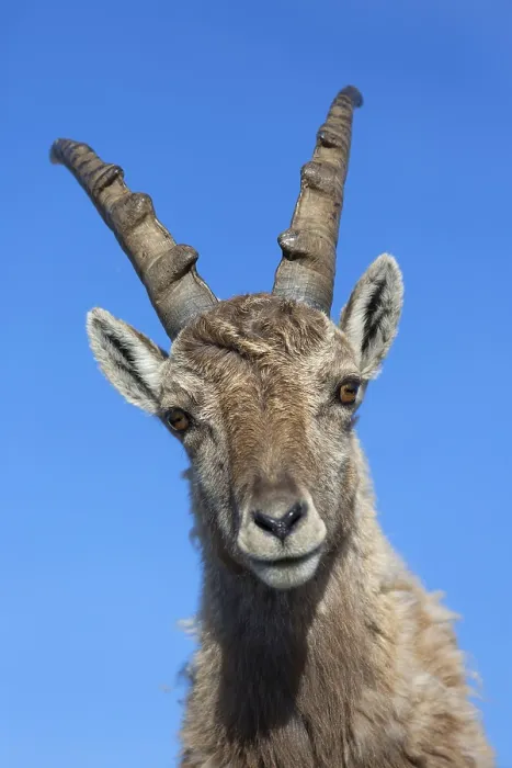 Framed Print : Alpine Ibex (Capra ibex) immature male