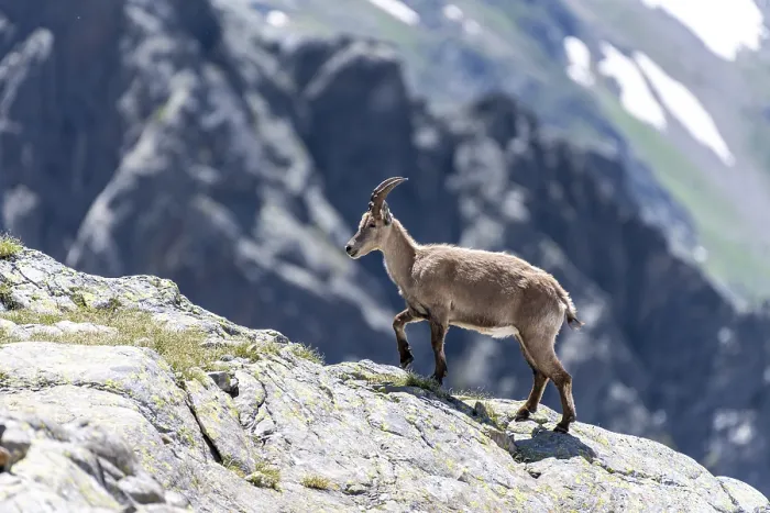 Framed Print : Alpine Ibex (Capra ibex) laeuft ueber Fels