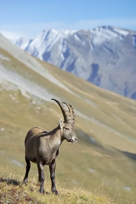 Framed Print : Alpine ibex (Capra ibex), male