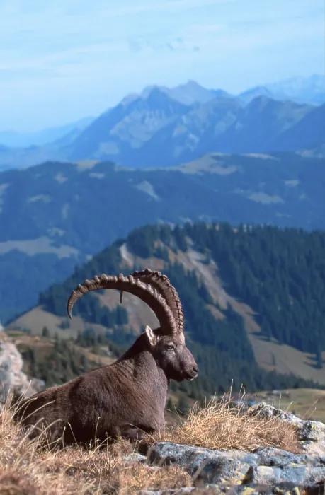 Framed Print : Alpine Ibex (Capra ibex), male Framed Print : Alpine Ibex (Capra ibex), male