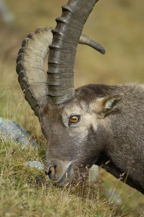Framed Print : Alpine ibex (Capra ibex), male marks his territory with secretion from his nose Framed Print : Alpine ibex (Capra ibex), male marks his territory with secretion from his nose