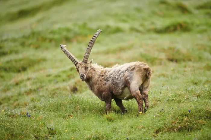 Framed Print : Alpine ibex (Capra ibex) male on a meadow in early summer Framed Print : Alpine ibex (Capra ibex) male on a meadow in early summer