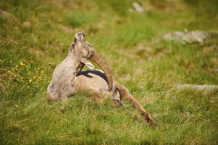 Framed Print : Alpine ibex (Capra ibex) male on a meadow in early summer