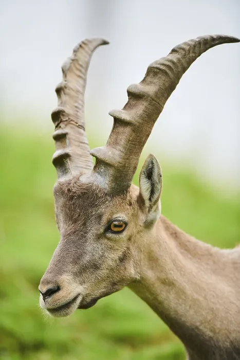 Framed Print : Alpine ibex (Capra ibex) male, portrait