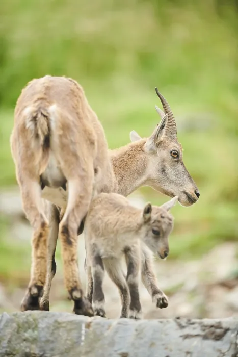 Framed Print : Alpine ibex (Capra ibex) mother with her youngster