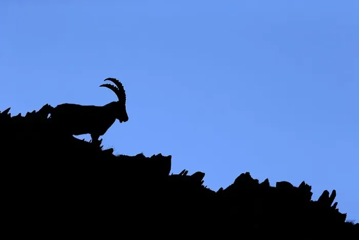 Framed Print : Alpine Ibex (Capra ibex) resting along mountain ridge