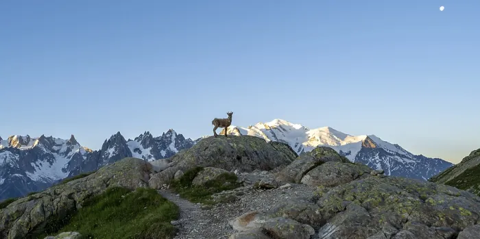 Framed Print : Alpine ibex (Capra ibex) on a rock