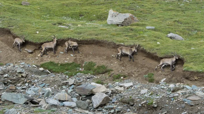 Framed Print : Alpine Ibex (Capra ibex) scrubs its fur