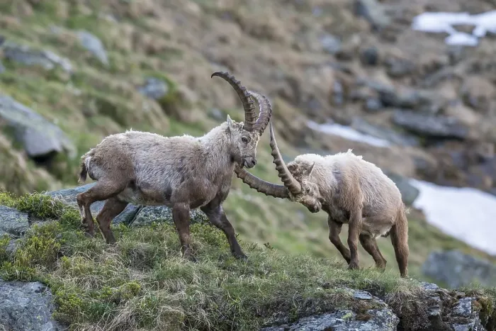 Framed Print : Alpine ibex (Capra ibex), also steinbock or Ibex, fighting for rank, High Tauern National Park, Carinthia, Austria, Europe Framed Print : Alpine ibex (Capra ibex), also steinbock or Ibex, fighting for rank, High Tauern National Park, Carinthia, Austria, Europe