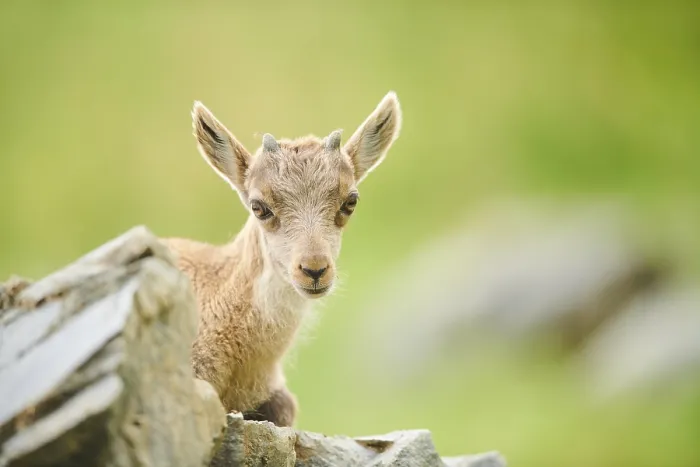 Framed Print : Alpine ibex (Capra ibex) youngster Framed Print : Alpine ibex (Capra ibex) youngster