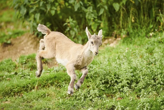 Framed Print : Alpine ibex (Capra ibex) youngster jumging in the air on a meadow Framed Print : Alpine ibex (Capra ibex) youngster jumging in the air on a meadow