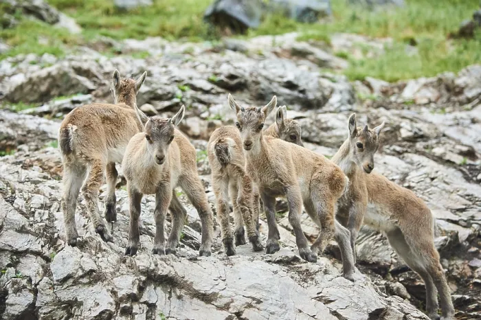 Framed Print : Alpine ibex (Capra ibex) youngsters Framed Print : Alpine ibex (Capra ibex) youngsters