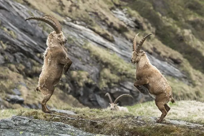 Framed Print : Alpine Ibexes (Capra Ibex), fighting for the dominance hierarchy