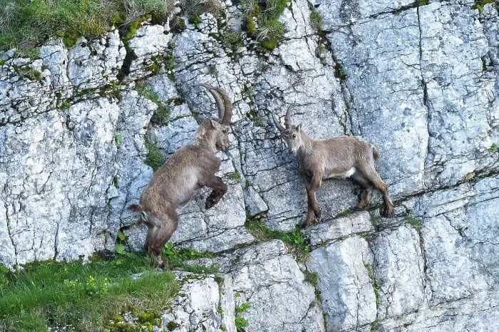Framed Print : Alpine Ibexes (Capra ibex), fighting on steep rock face
